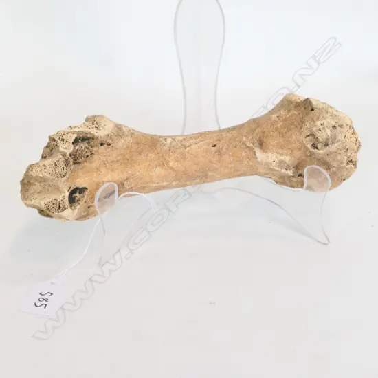 LARGE MOA BONE FEMUR ? L.270mm