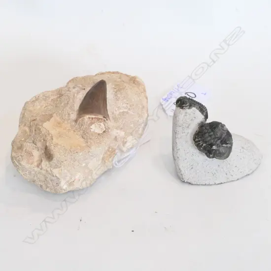 FOSSILISED TOOTH IN STONE, L 100MM & 2 SM FOSSILS IN STONE, H. 40MM