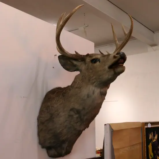 TAXIDERMY DEER HEAD  