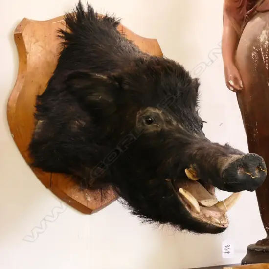 TAXIDERMY BOARS HEAD MOUNTED ON WOODEN BASE 600 MM LONG AF.