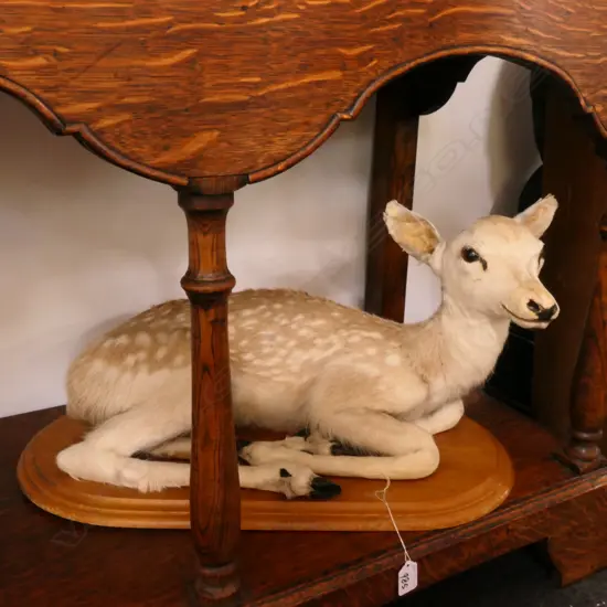 TAXIDERMY FAWN