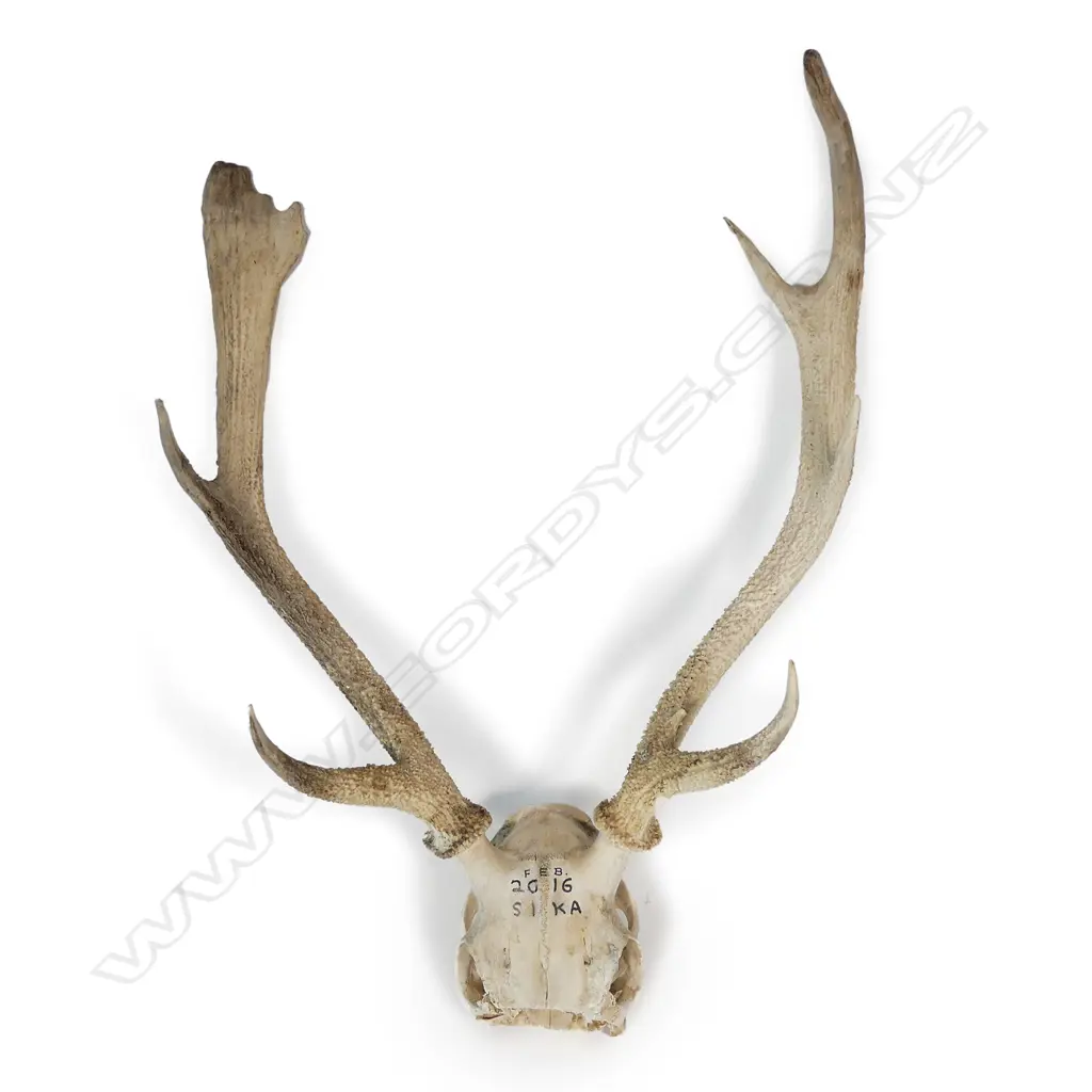 A sika deer skull with antlers Image 1++