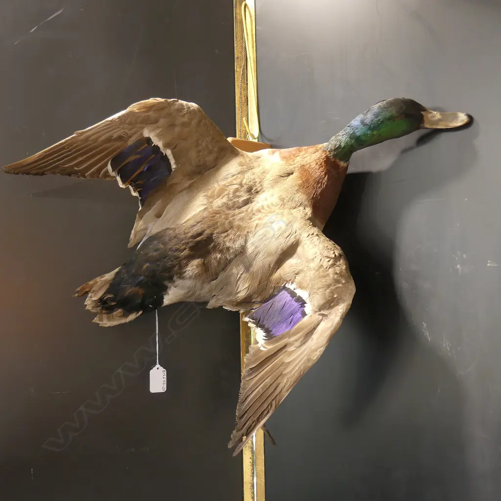 WALL TAXIDERMY DUCK  Image 1++