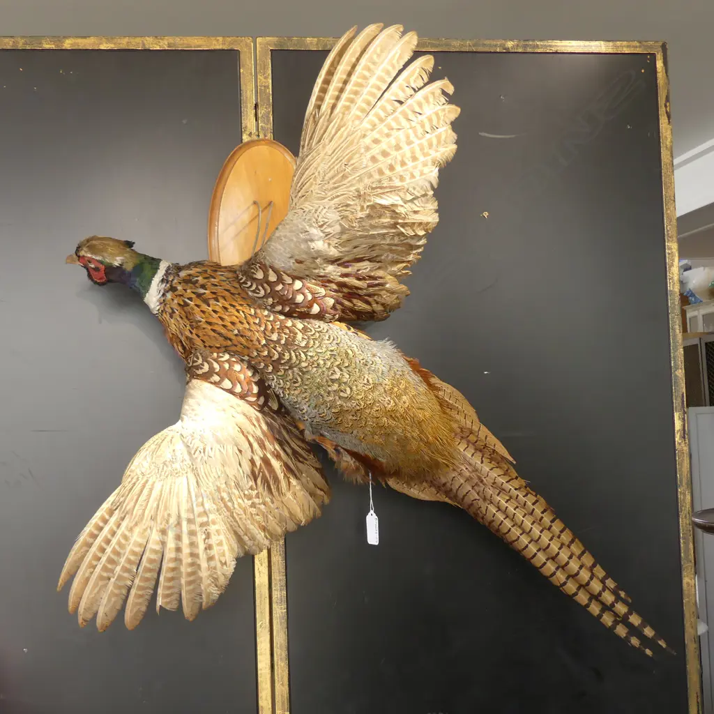 WALL TAXIDERMY PHEASANT Image 1++