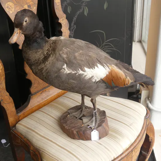 TAXIDERMY DUCK ON WOODEN STAND