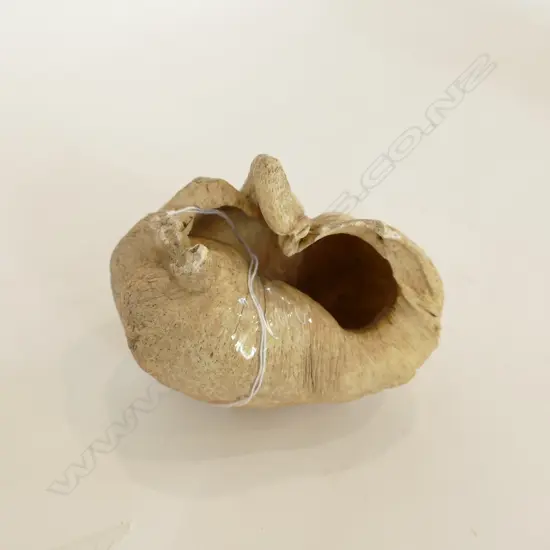 (18232) UNUSUAL OLD SCULPTURAL FORM/FOSSIL SHELL?