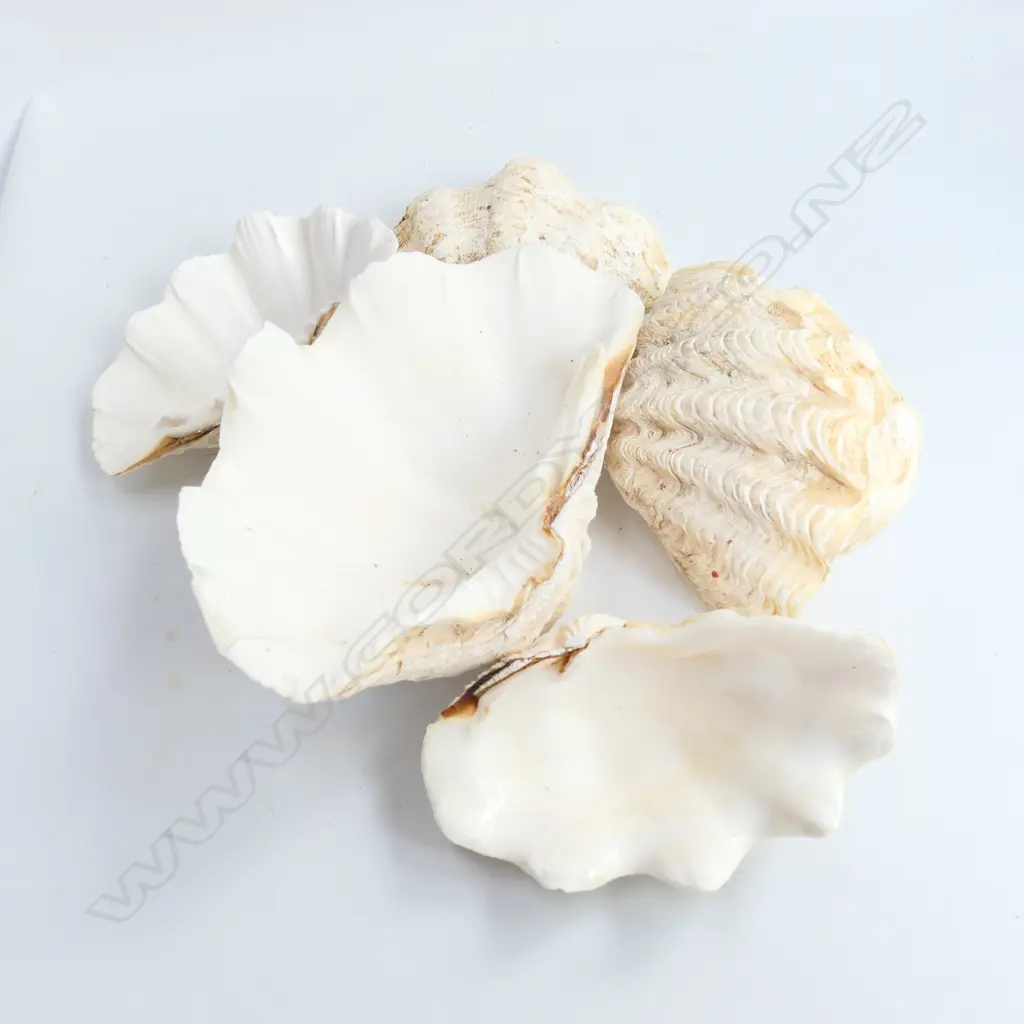 7 SEA CLAM SHELLS Image 1++