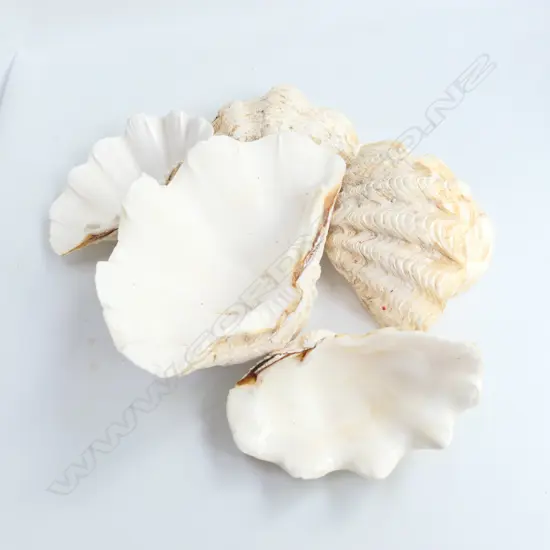 7 SEA CLAM SHELLS