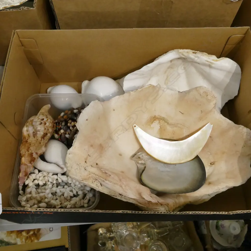 LOT ASST WORLD SHELLS Image 1++