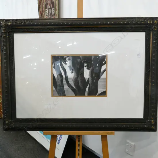 FRAMED PHOTOGRAPH OF TREES 800 X 1120 MM