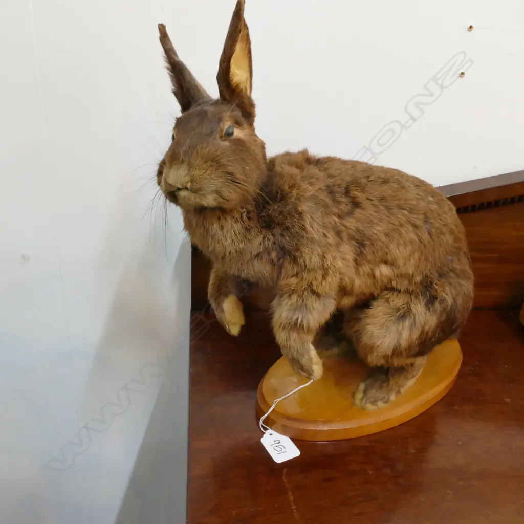 TAXIDERMY RABBIT 300MM L Image 1++
