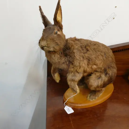 TAXIDERMY RABBIT 300MM L