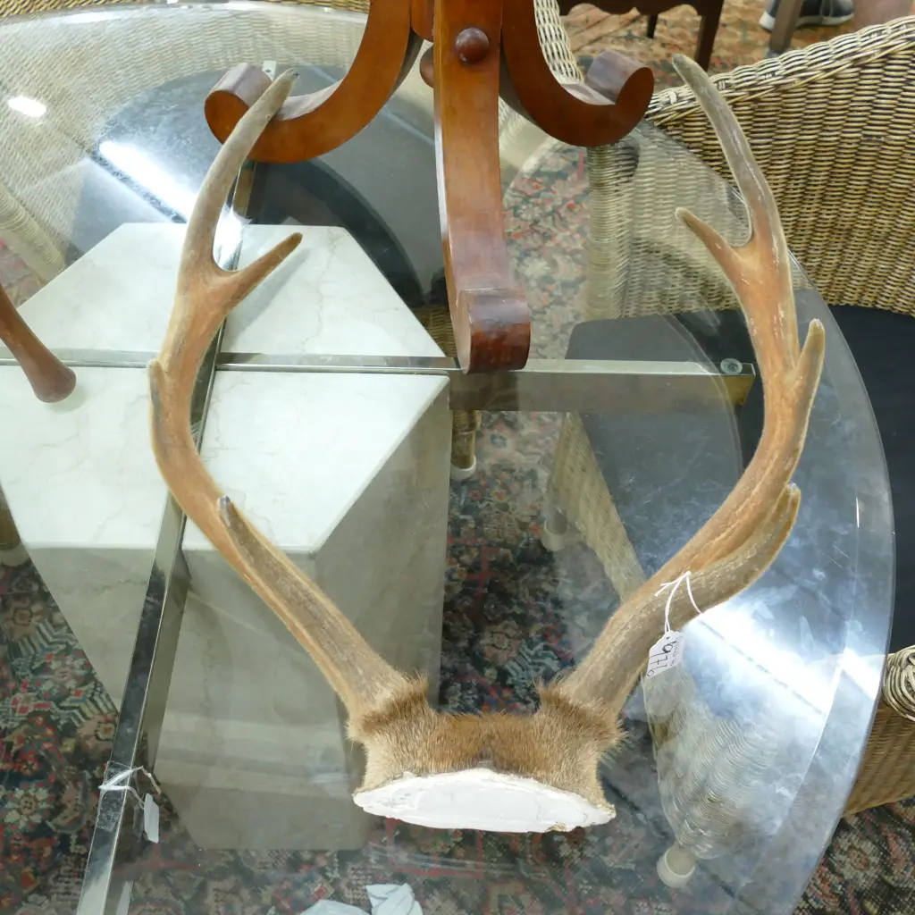 DEER ANTLERS Image 1++