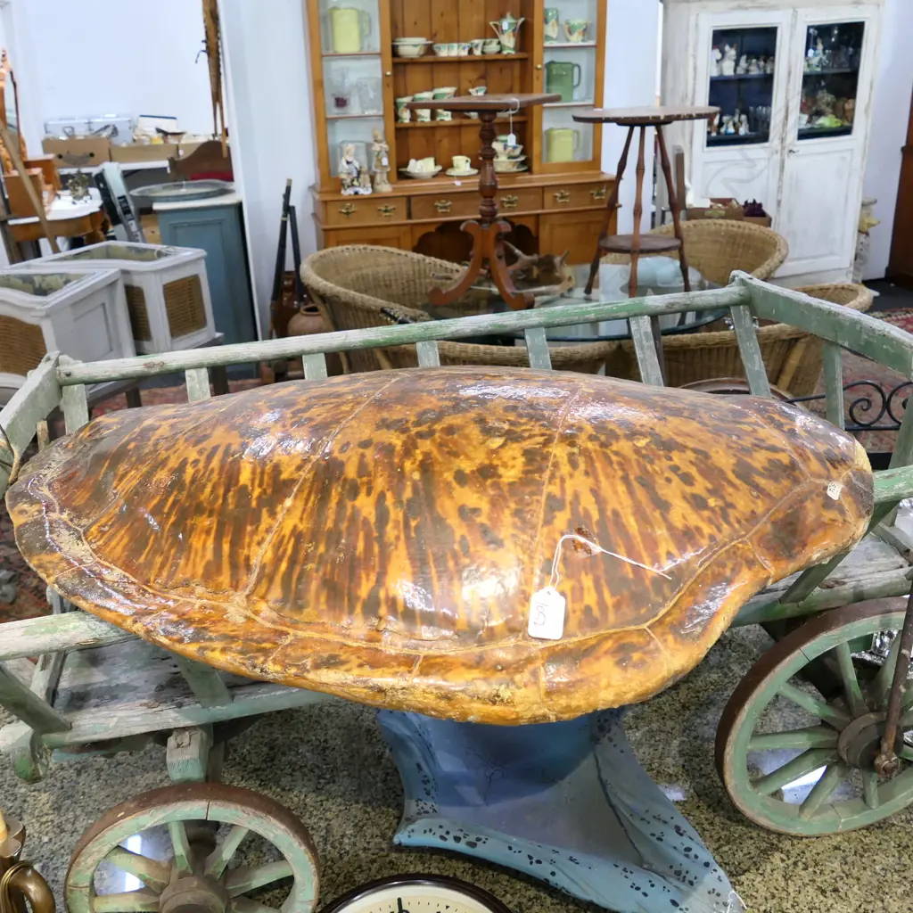 LGE/MASSIVE TURTLE SHELL L.870mm Image 1++
