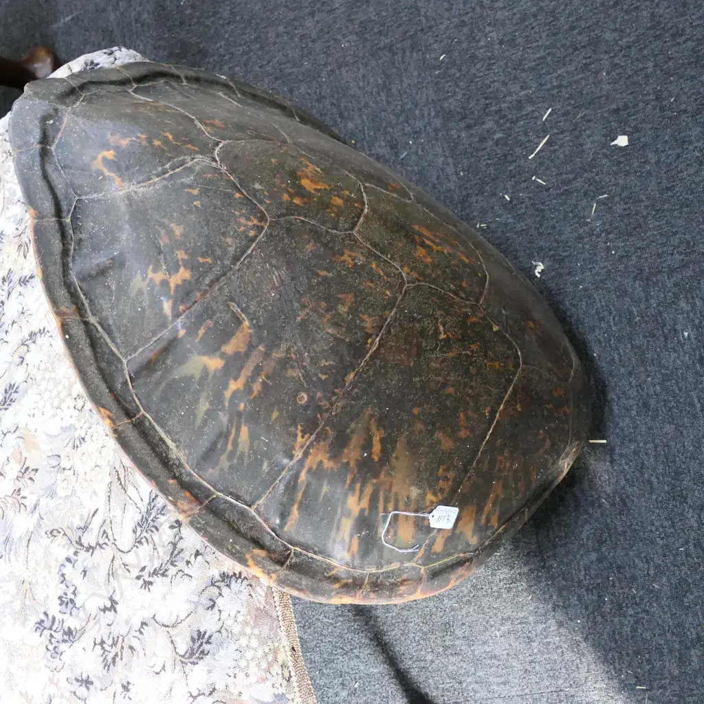 LGE TURTLE SHELL L.740mm Image 1++