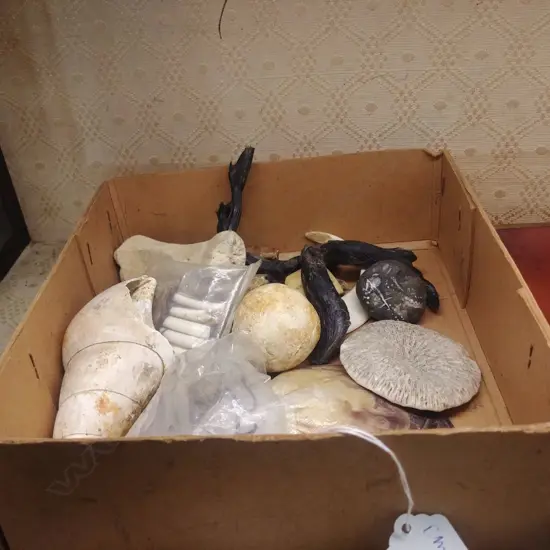 LOT ASST SHELLS CORAL BONE ETC