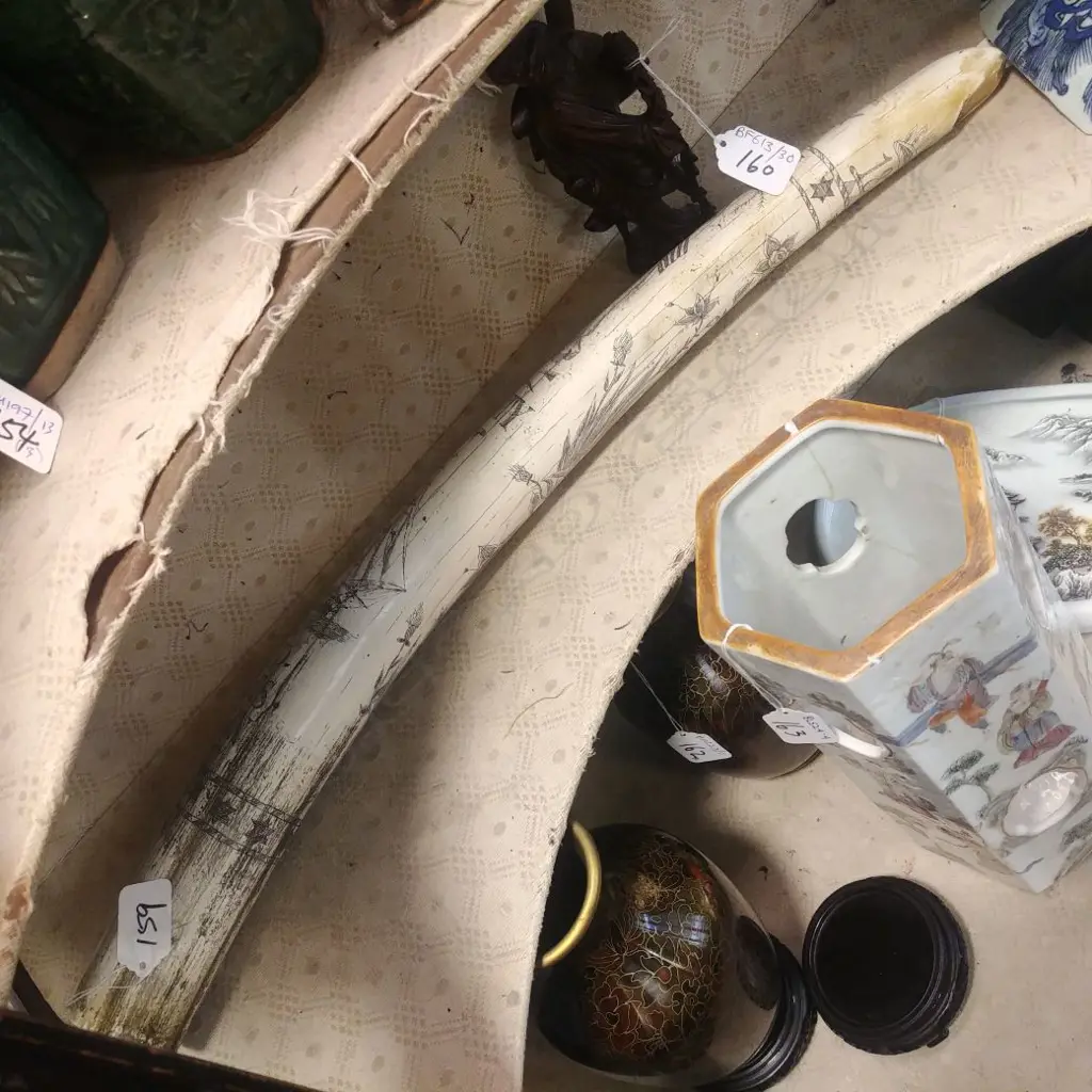 FAUX TUSK SCRIMSHAW  Image 1++