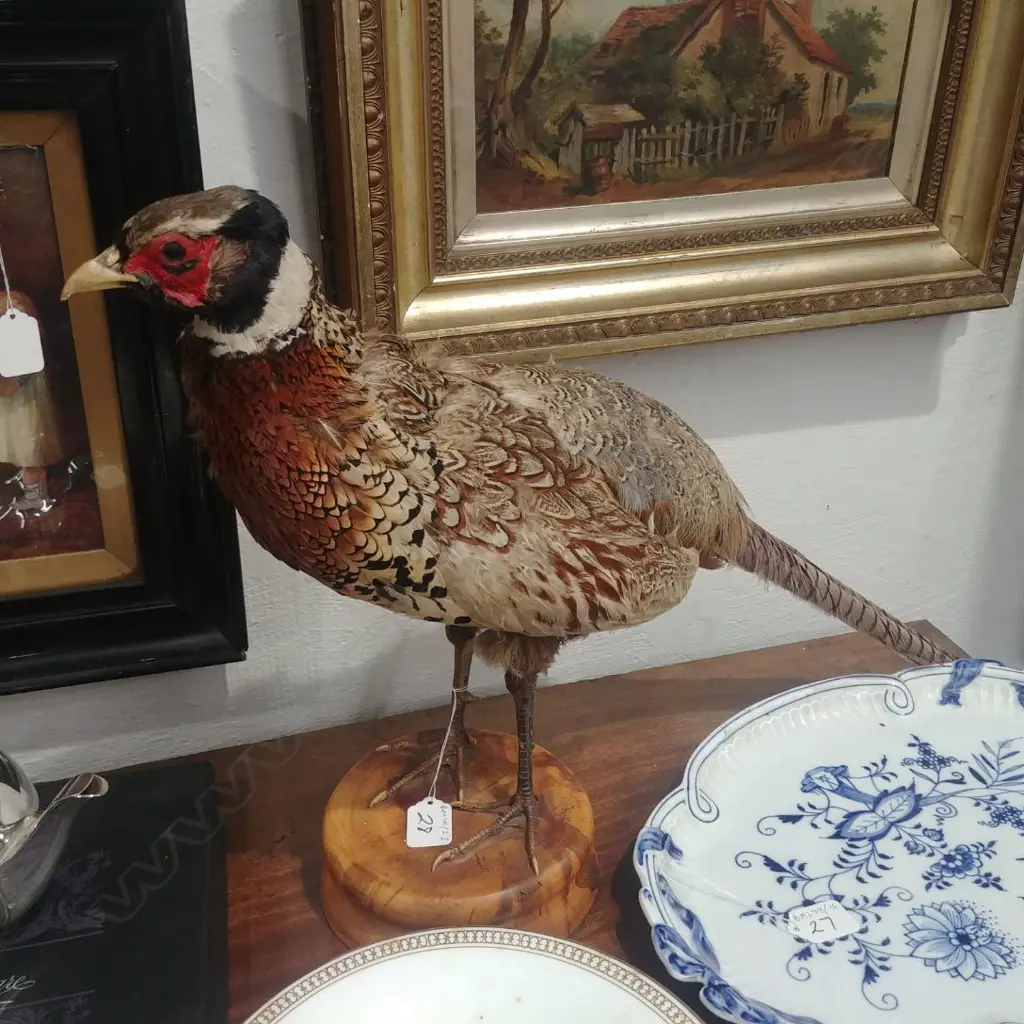 PHEASANT Image 1++