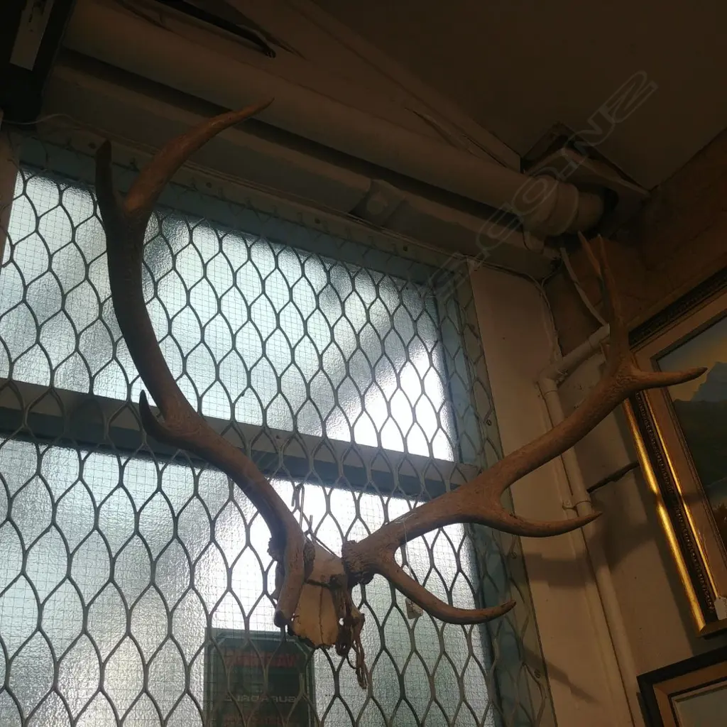 DEER ANTLERS W SKULL SECTION Image 1++