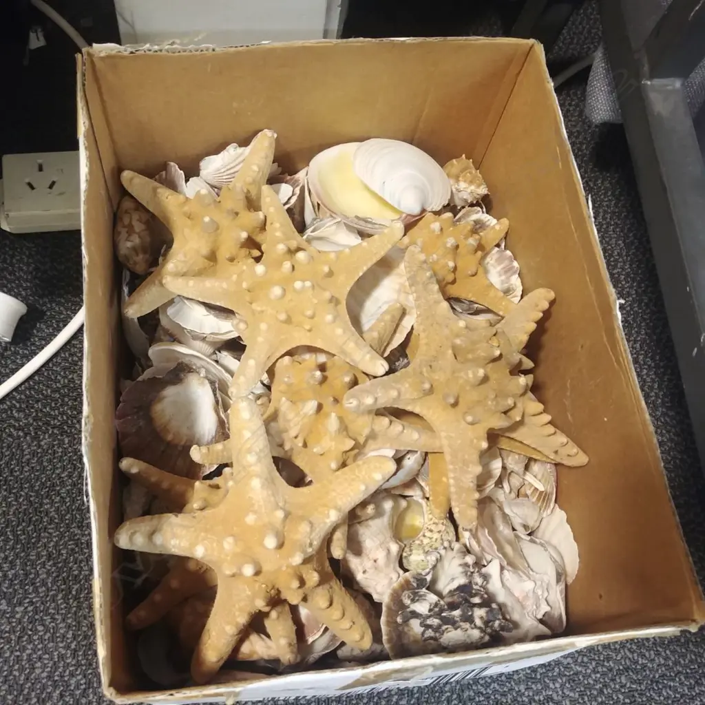 CARTON OF MIXED SEA SHELLS Image 1++