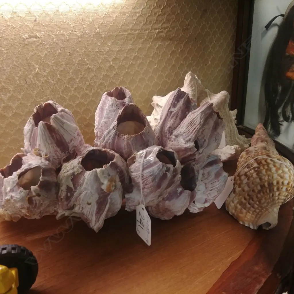 LGE BARNACLE SHELL GROUP & 2 OTHER SHELLS Image 1++
