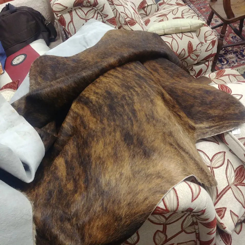 LARGE COW HIDE  Image 1++