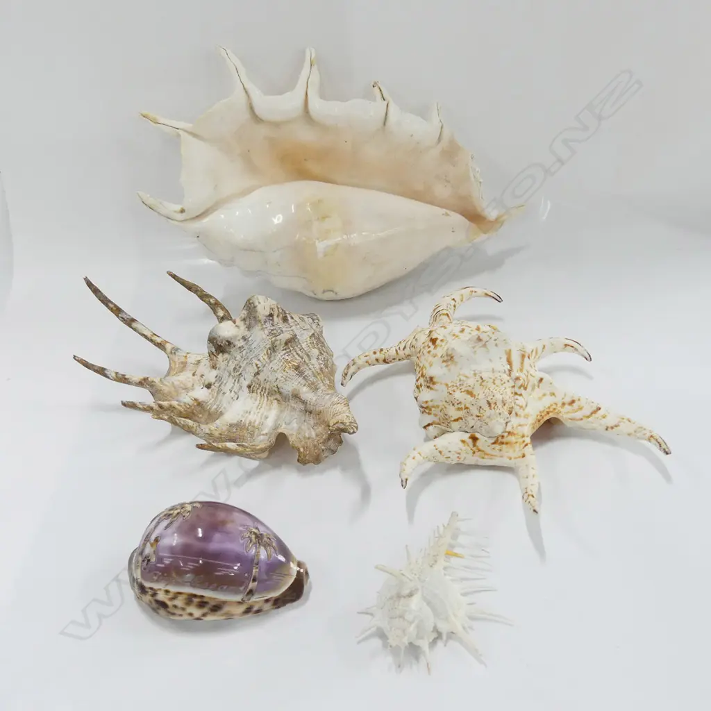 4 SPIDER SEASHELLS + OTHER CARVED COWRIE Image 1++