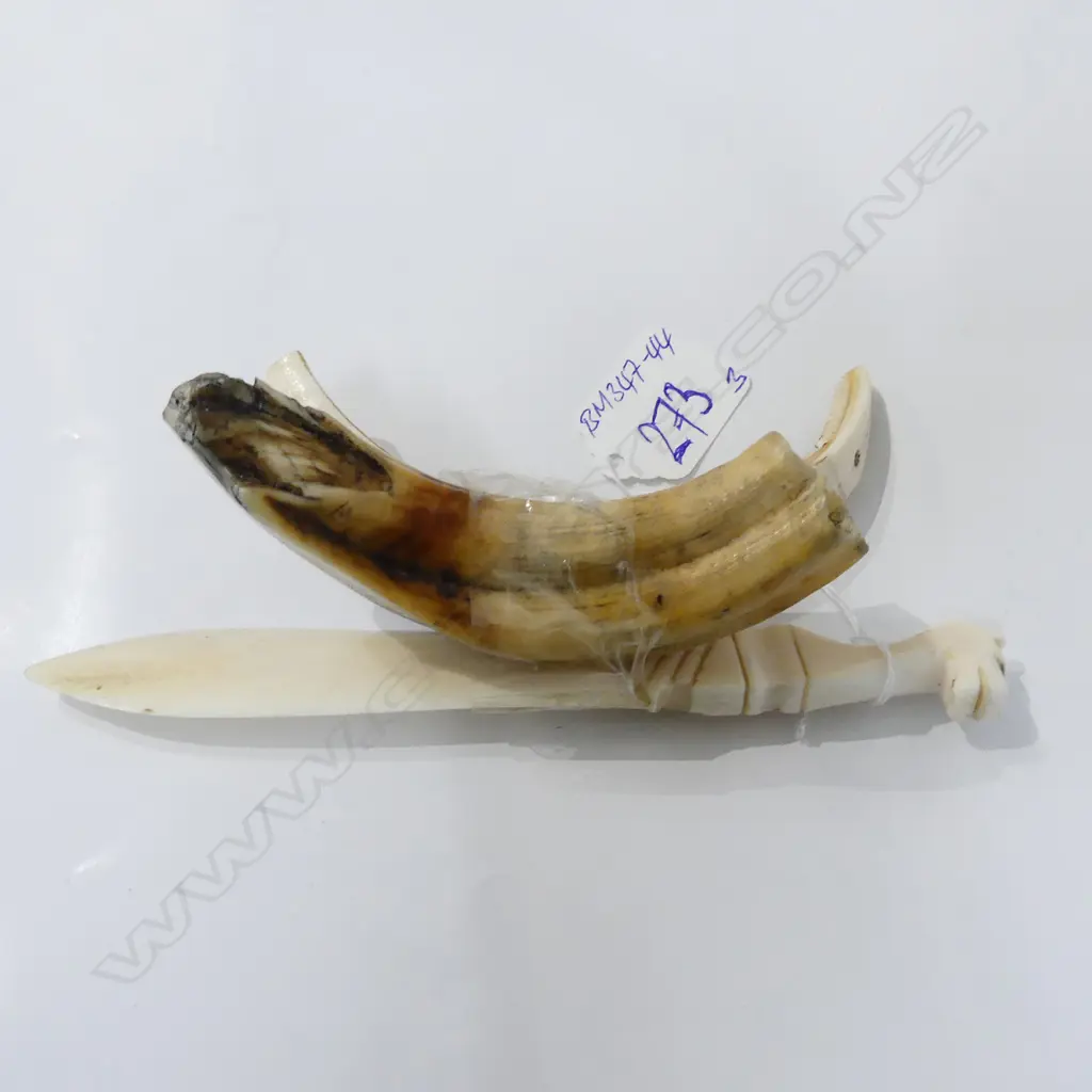 OLD LIONS TOOTH ? + TUSK +IVORY KNIFE Image 1++