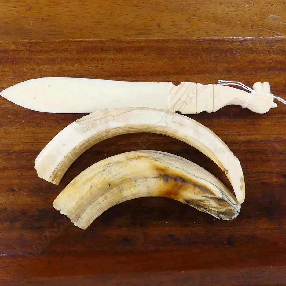 OLD LIONS TOOTH ? + TUSK +IVORY KNIFE Image 1++