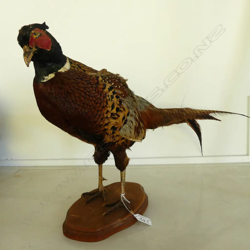 TAXIDERMY ROOSTER PHEASANT Image 1++