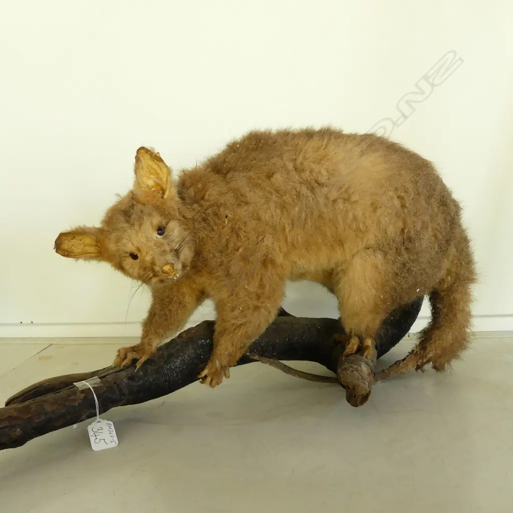 TAXIDERMY POSSUM ON BRANCH Image 1++