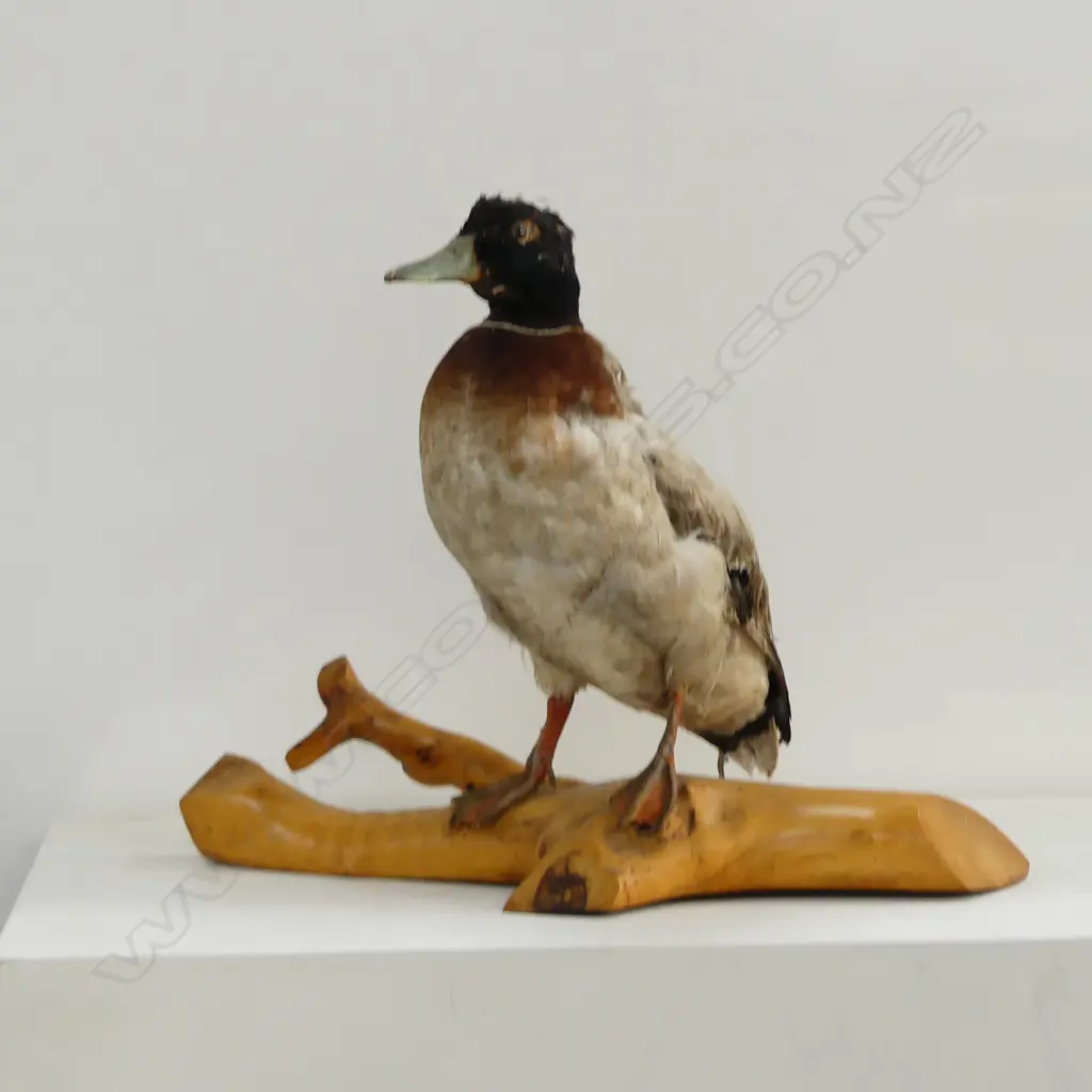TAXIDERMY DUCK ON CARVED WOOD STAND, SOME DISTRESS Image 1++