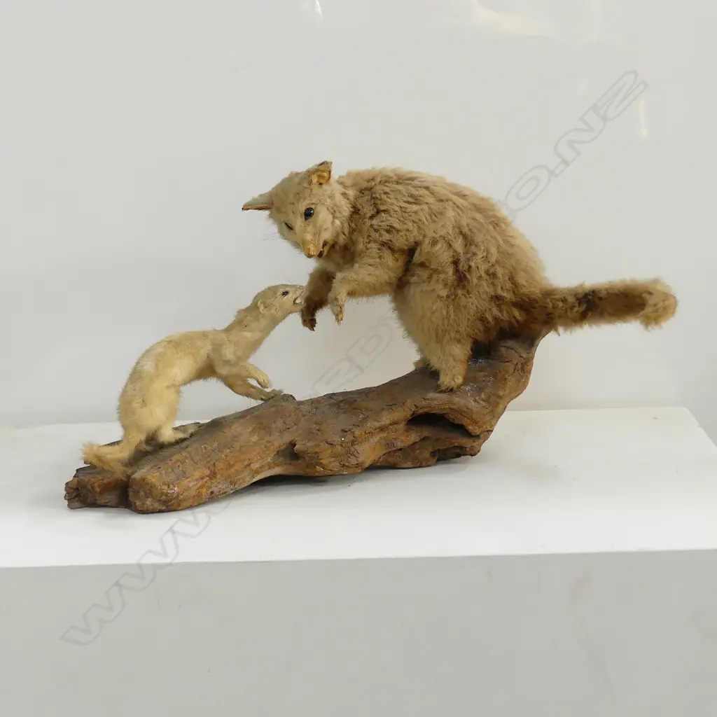 TAXIDERMY POSSOM & STOAT ON WOOD STAND, SOME DISTRESS Image 1++