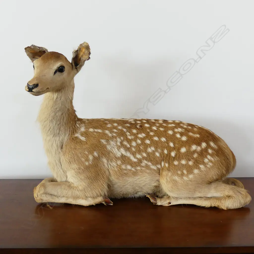TAXIDERMY FAUN, SITTING L620 MM Image 1++