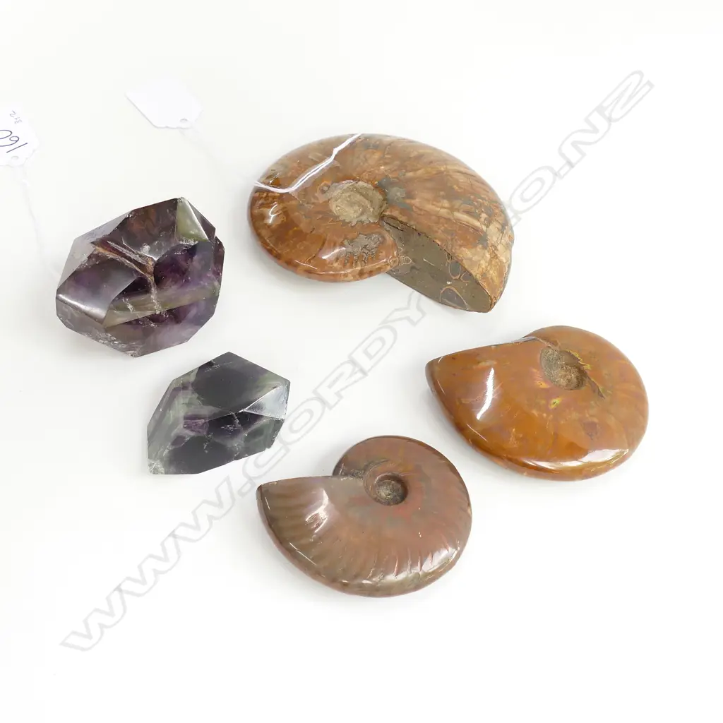 3 FOSSILIZED SNAIL SHELLS + 2 AMETHYST STONES Image 1++