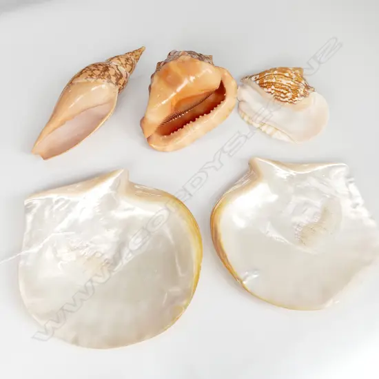 PR MOP SHELL PLATES W.90MM + 3 PERFECTLY PATTERNED LARGE SHELLS L.20MM