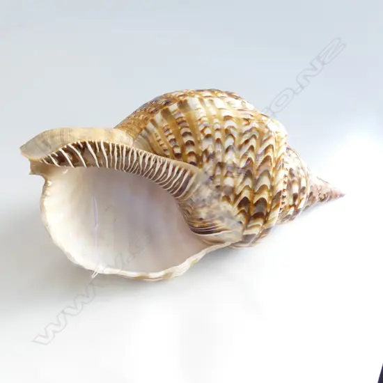 LARGE CONE SHELL IN PERFECT CONDITION L.230MM