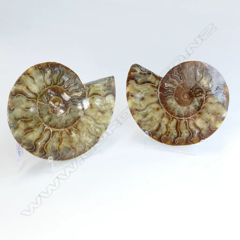 EXQUISITE PAIR FOSSILIZED SHELLS W.160MM + STANDS Image 1++