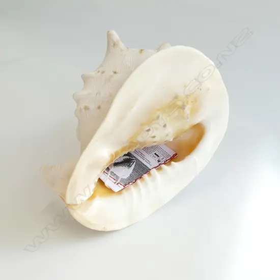 CASSIS MADAGASCARIENSIS LARGE SHELL L.240MM