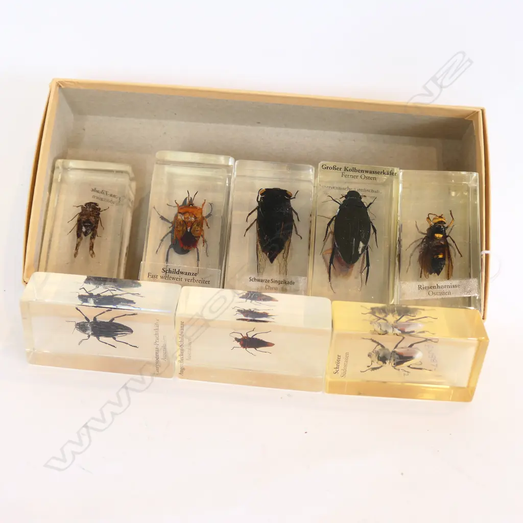 TWELVE ACRYLIC INSECTS Image 1++