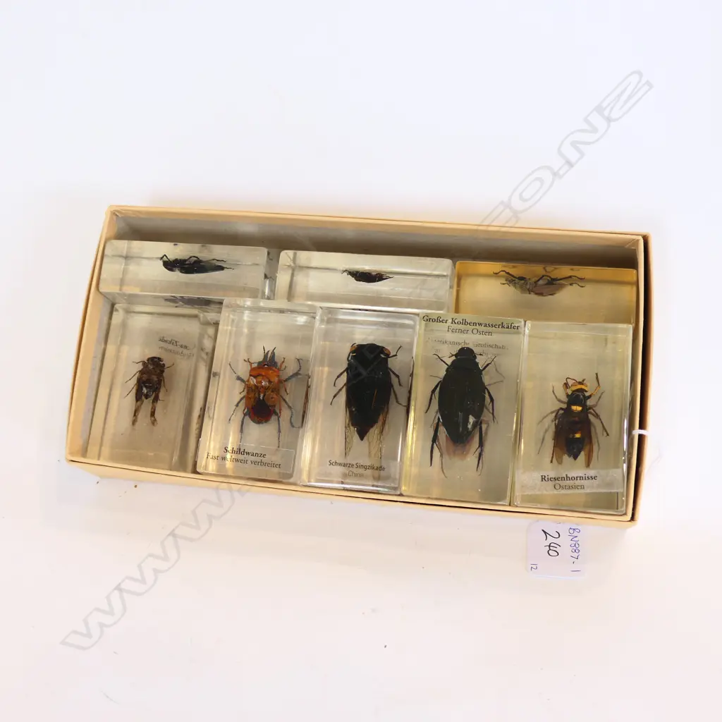 TWELVE ACRYLIC INSECTS Image 1++