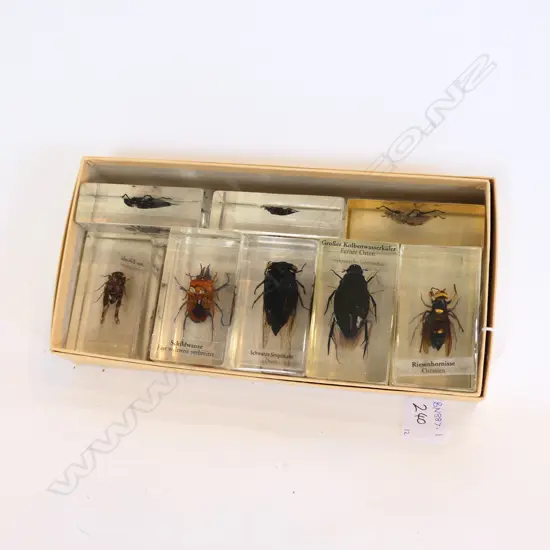 TWELVE ACRYLIC INSECTS