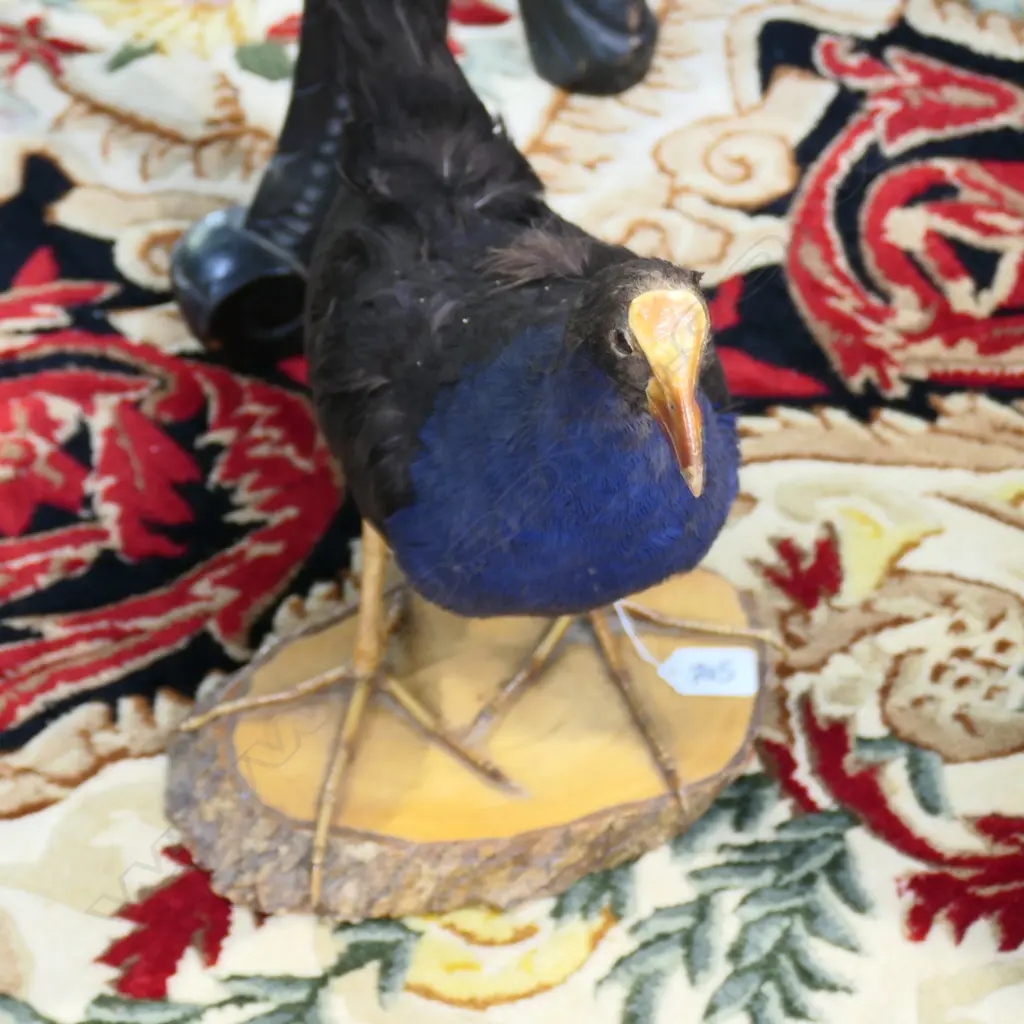 BOX LOT TAXIDERMIED ROOSTER AF AND PUKEKO Image 1++