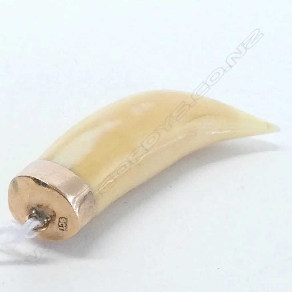 9CT GOLD MOUNTED TOOTH PENDANT H 55 MM Image 1++