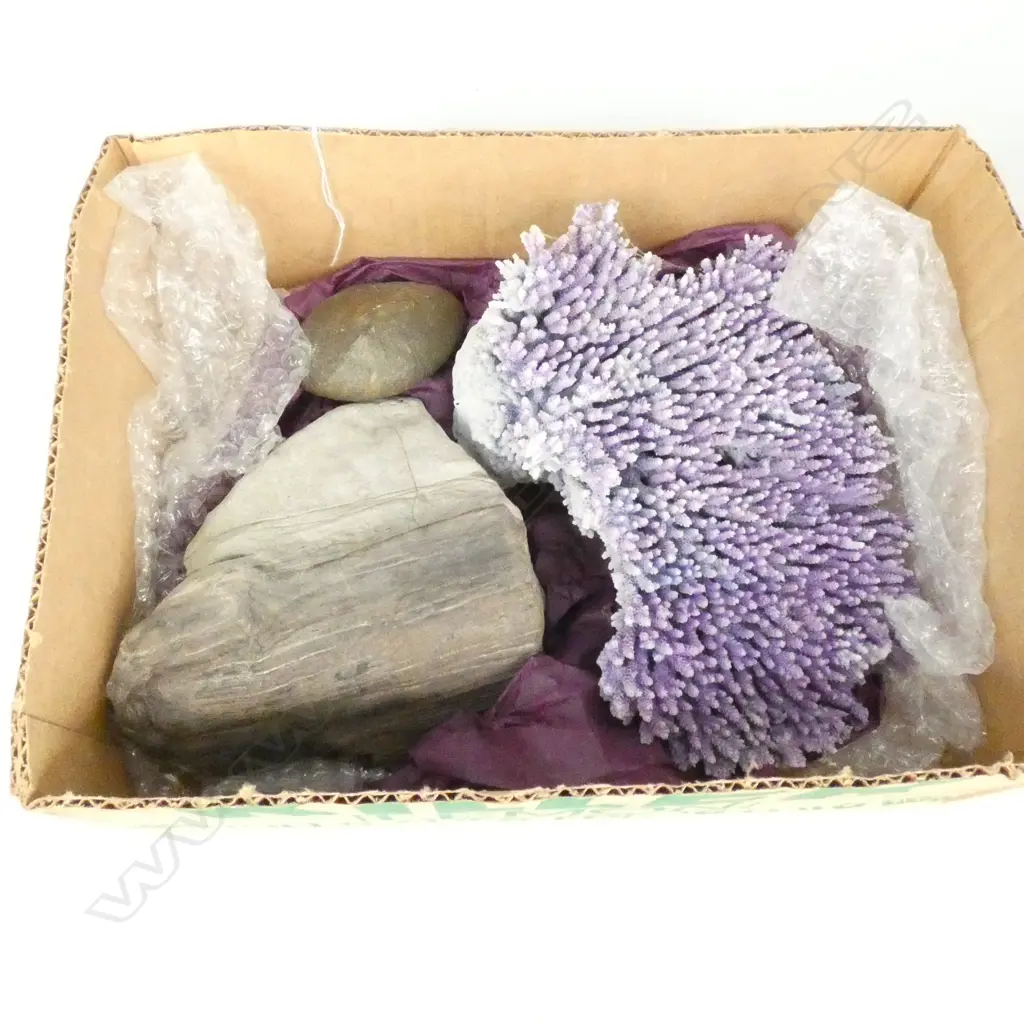 CORAL PIECE + FOSSILISED WOOD + VENTIFACT Image 1++