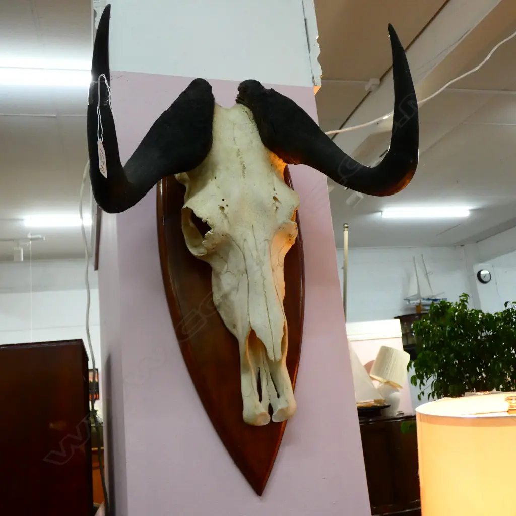 MOUNTED SKULL AND HORNS H. 500MM Image 1++