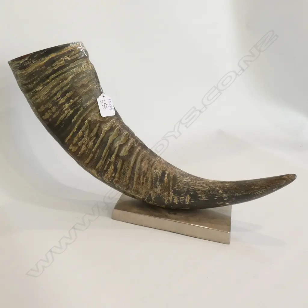 MOUNTED BUFFALO HORN  Image 1++