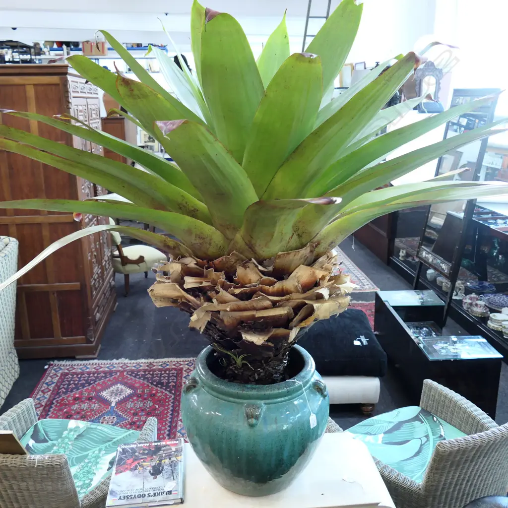 ALCANTAREA IMPERIALIS PLANT IN LARGE POT Image 1++
