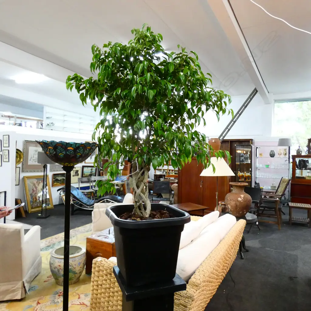 REAL FICUS PLANT WITH WOVEN TRUNK Image 1++