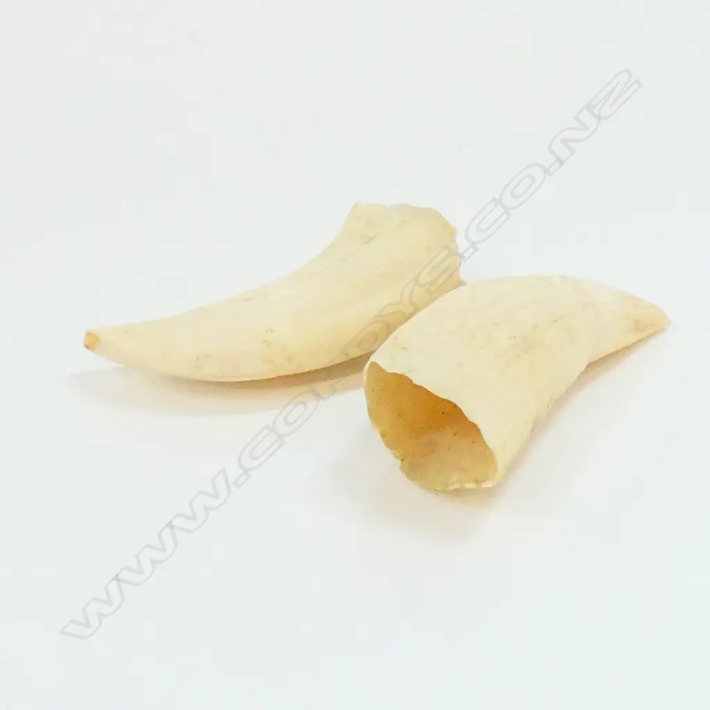 PR TEETH L. 150MM Image 1++